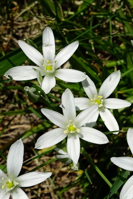 Ornithogalum umbellatum