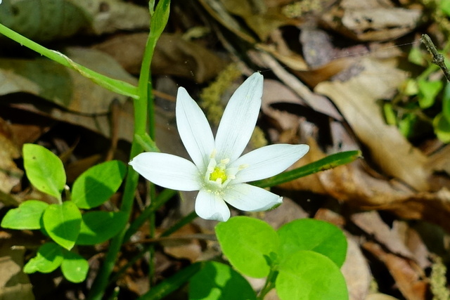 Ornithogalum umbellatum