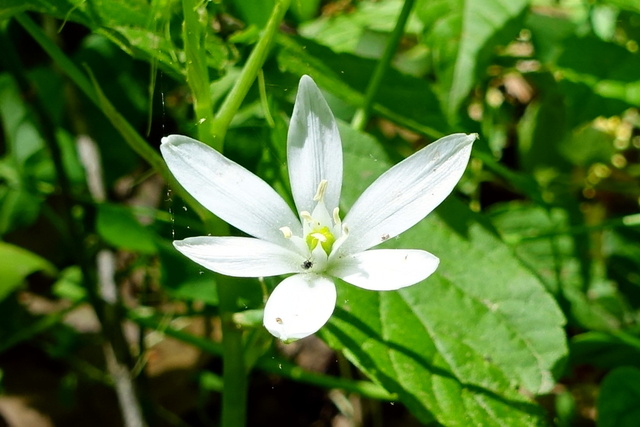 Ornithogalum umbellatum