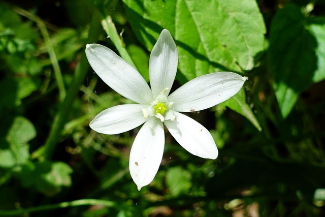 Ornithogalum umbellatum