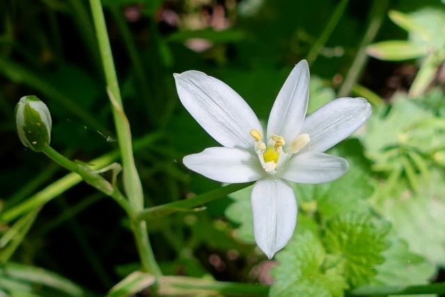 Ornithogalum umbellatum