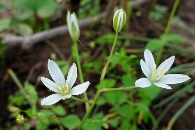 Ornithogalum umbellatum