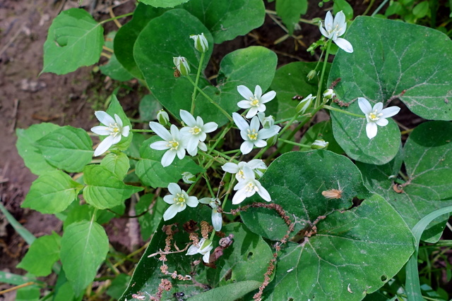 Ornithogalum umbellatum