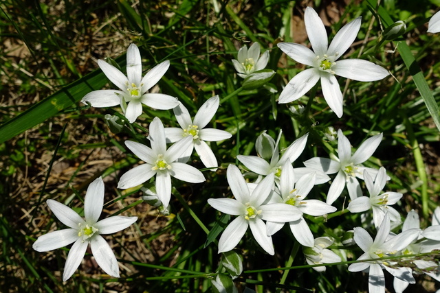 Ornithogalum umbellatum