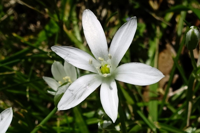 Ornithogalum umbellatum