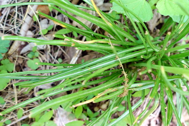 Ornithogalum umbellatum - leaves