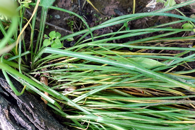 Ornithogalum umbellatum - leaves