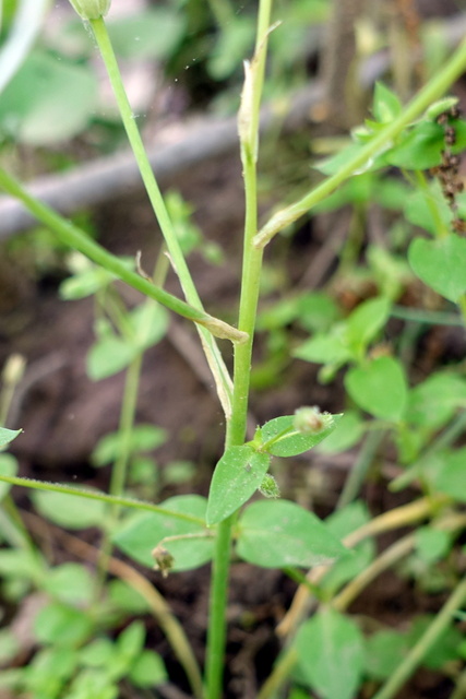 Ornithogalum umbellatum - stem