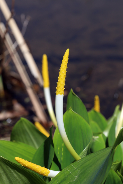 Orontium aquaticum