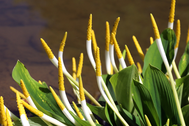 Orontium aquaticum