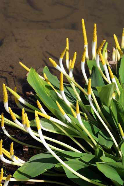 Orontium aquaticum