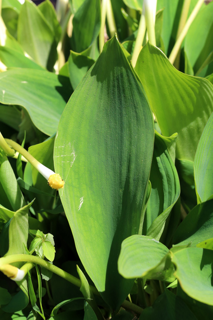 Orontium aquaticum - leaves