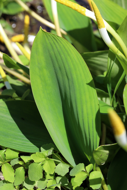 Orontium aquaticum - leaves