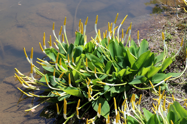 Orontium aquaticum - plant