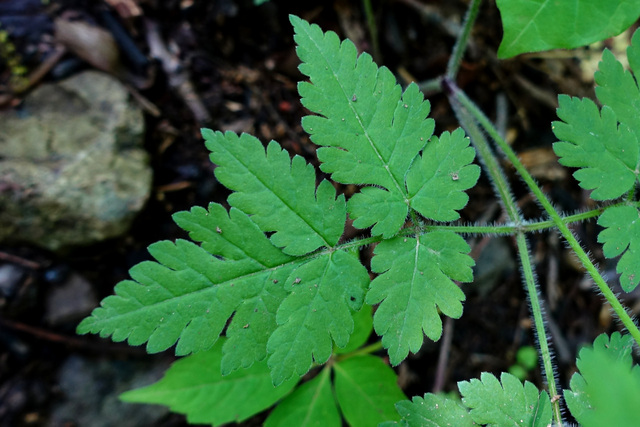 Osmorhiza claytonii - leaves