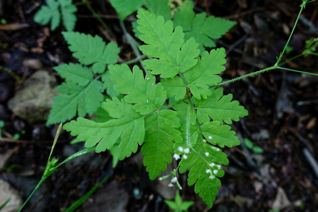 Osmorhiza claytonii - leaves