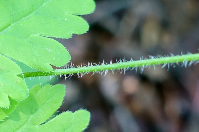 Osmorhiza claytonii - stem