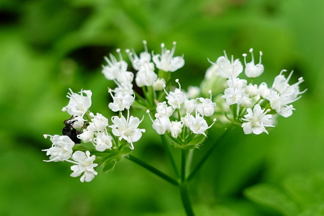 Osmorhiza longistylis