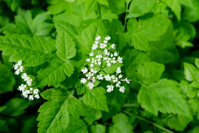 Osmorhiza longistylis