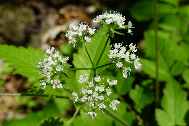 Osmorhiza longistylis