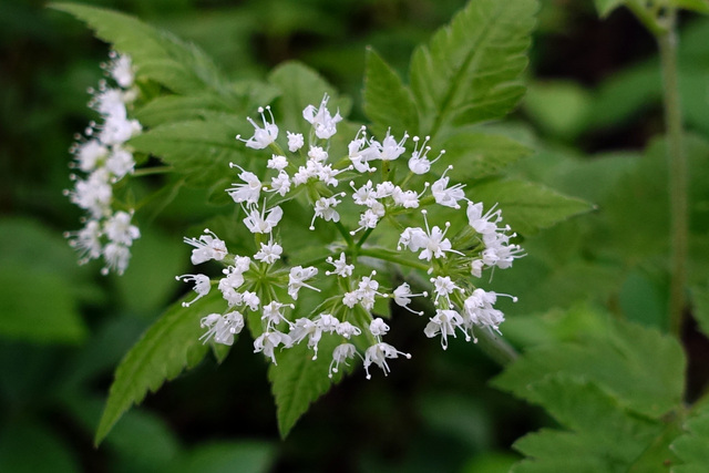 Osmorhiza longistylis