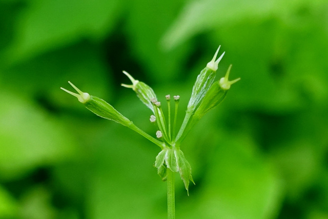 Osmorhiza longistylis - fruit