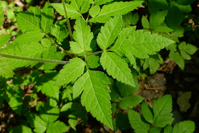 Osmorhiza longistylis - leaves