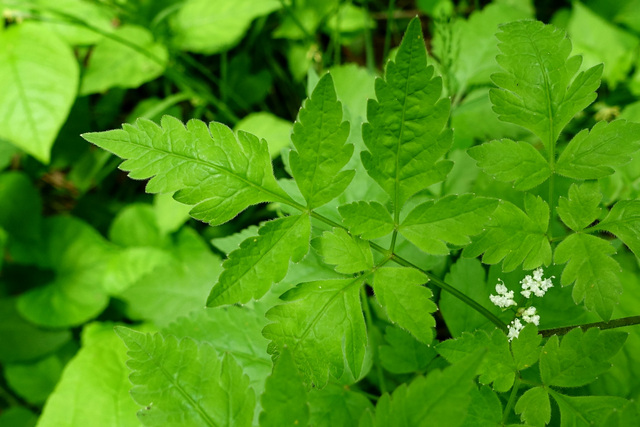 Osmorhiza longistylis - leaves