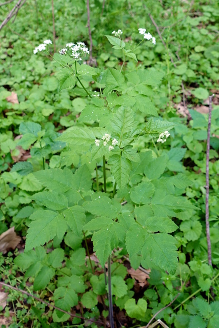 Osmorhiza longistylis - plant