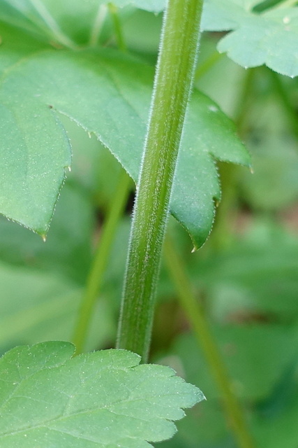 Osmorhiza longistylis - stem