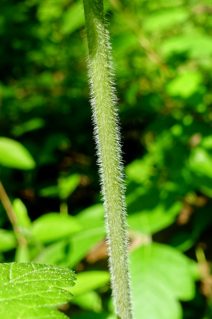 Osmorhiza longistylis - stem