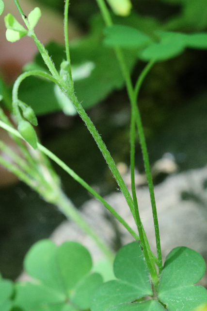 Oxalis dillenii - stem