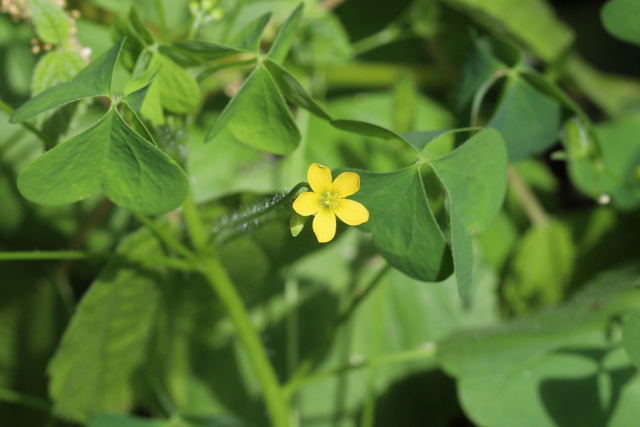 Oxalis stricta