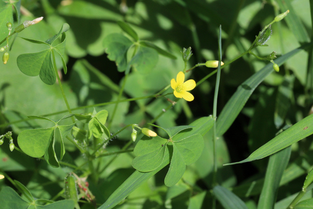 Oxalis stricta