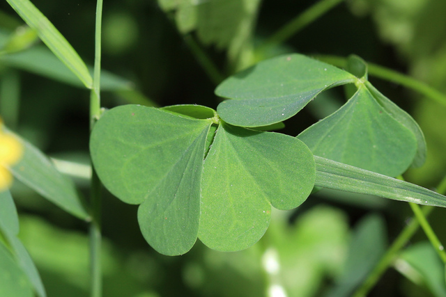 Oxalis stricta - leaves