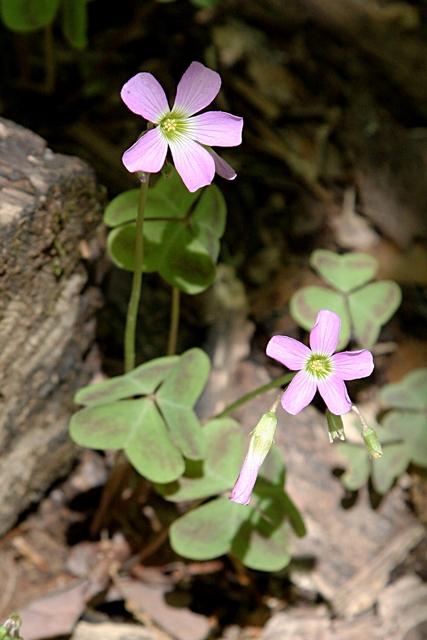 Oxalis violacea