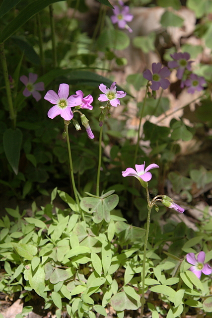 Oxalis violacea