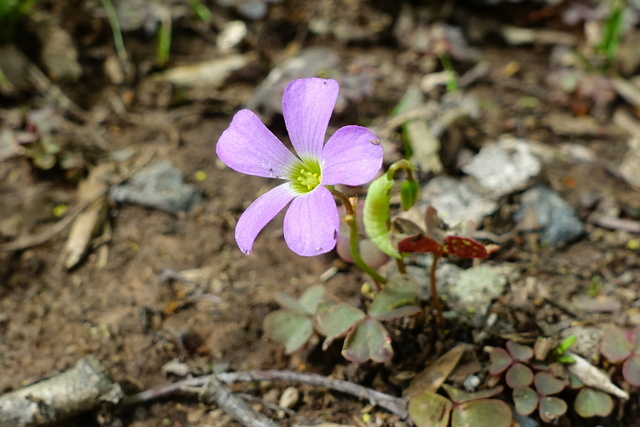 Oxalis violacea