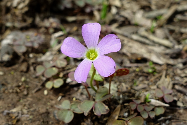 Oxalis violacea