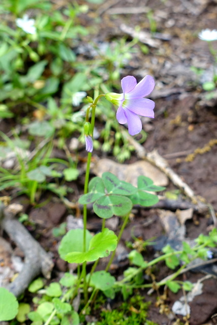 Oxalis violacea