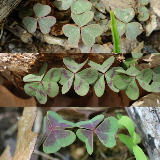 Oxalis violacea - leaf variation