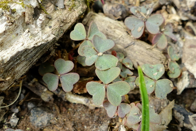 Oxalis violacea - leaves