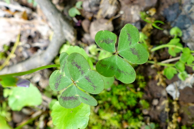 Oxalis violacea - leaves