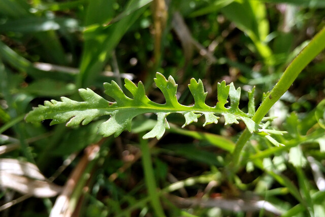 Packera anonyma - upper leaves