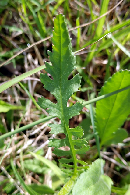 Packera anonyma - upper leaves