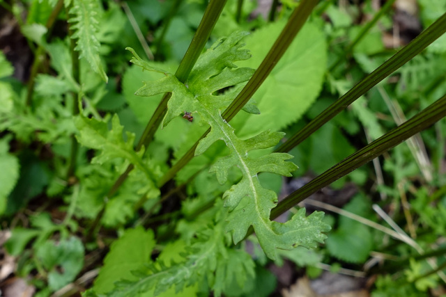 Packera aurea - leaves