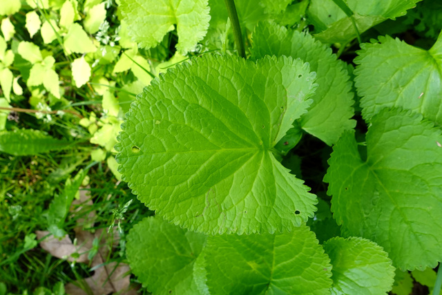 Packera aurea - leaves