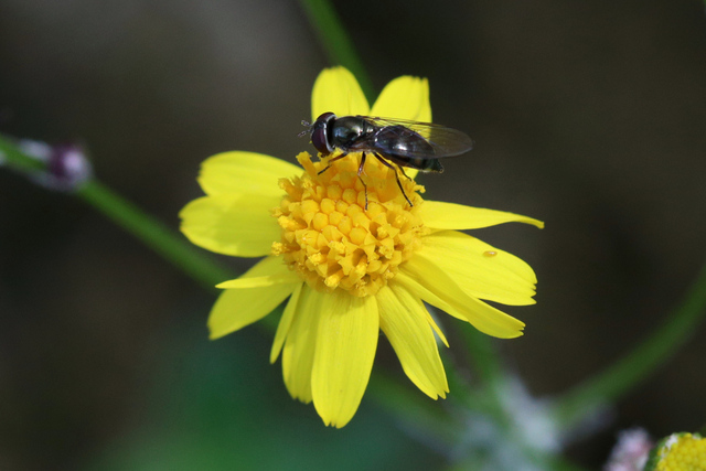 Packera obovata