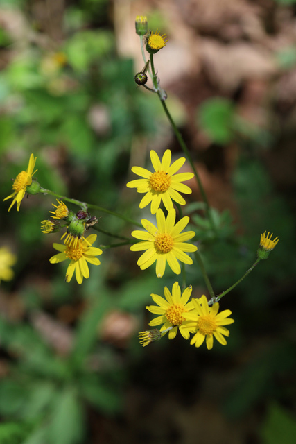 Packera obovata