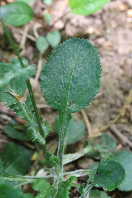 Packera obovata - lower leaves